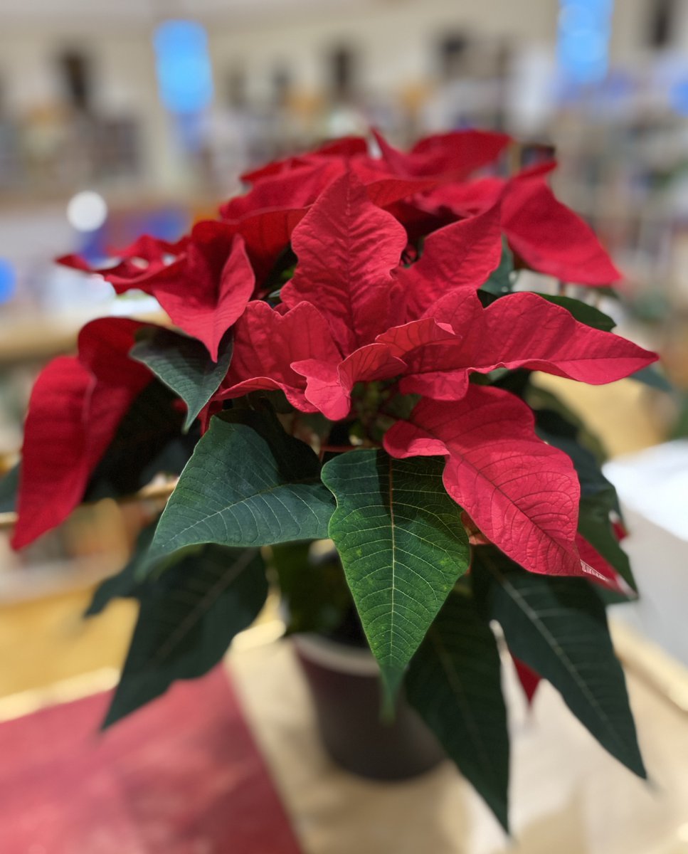 Kristus syntyy, kiittäkää! Valoisaa Kristuksen syntymäjuhlaa ja onnellista alkavaa vuotta 2026.

Valamon kirjasto on auki tällä viikolla:

ti 23.12. klo 10-17
ke 24.12. klo 12-16
to 25.12. klo 10-16
pe 26.12. klo 12-16
la 27.12. klo 12-14

#joulurauhaa #joulukirjoja