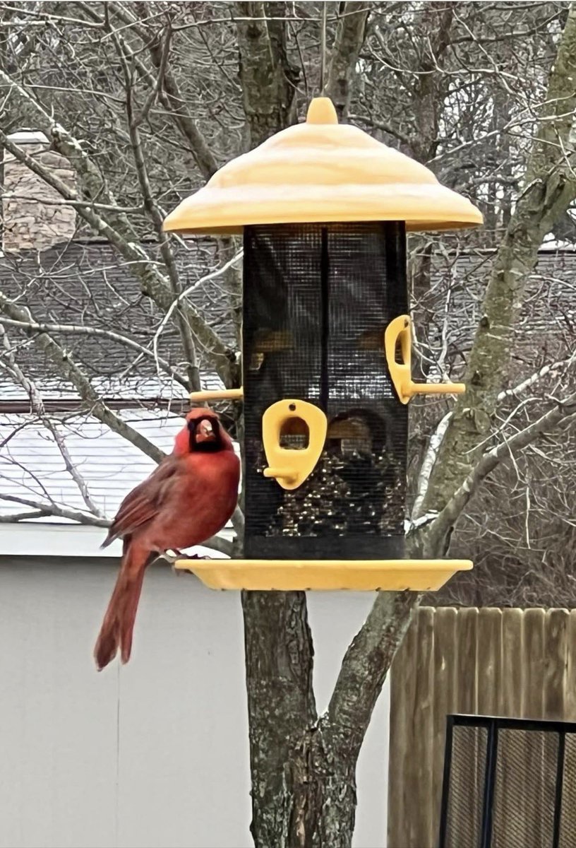 Ruby Red (@rubyred3845) on Twitter photo 