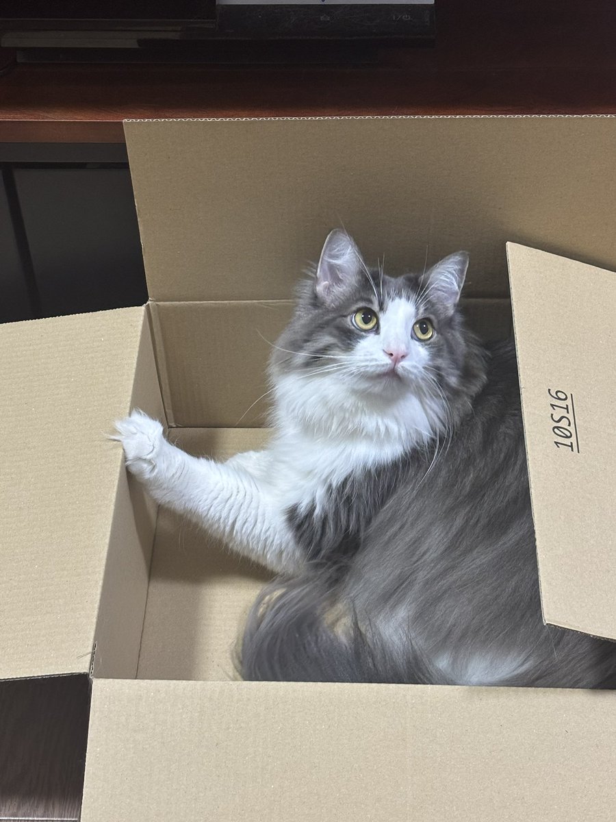 ぽんこ (@ponko119) / Posts / X