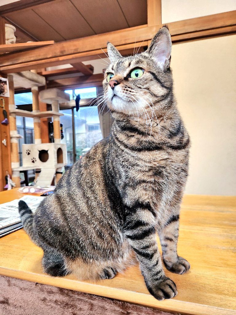 コーコーコー🎶って
白鳥さんの声が聞こえて
目と耳がビョン‼️って
大きくなったふぅちゃん😺