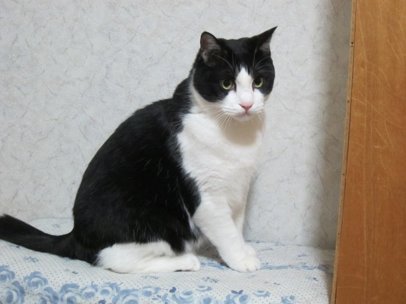 今夜は冷えてるけど動き回ってるマルちゃん😺 エアコンがあるから