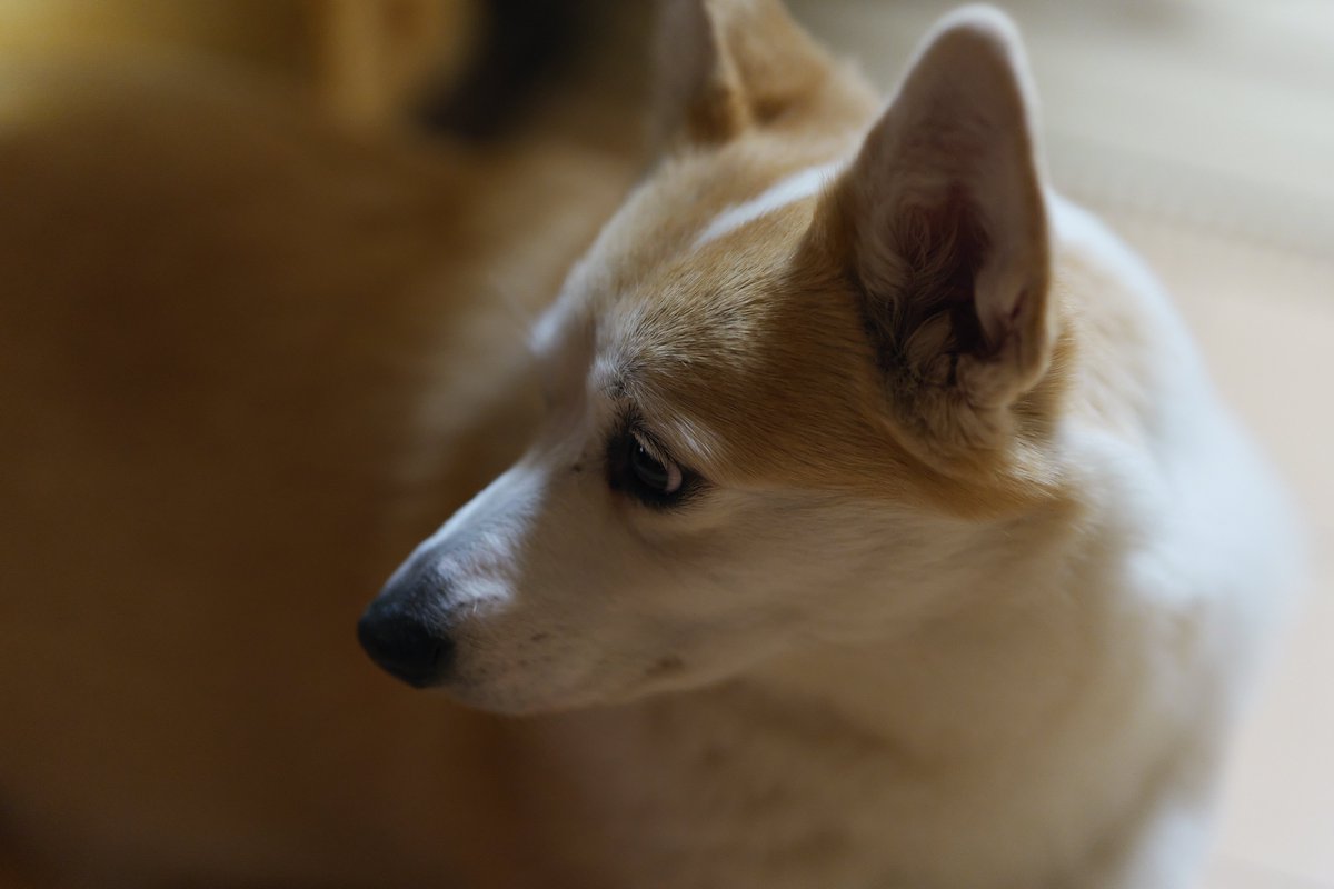 shippokuru's tweet photo. 昨日撮影した雫を♪
GN♪
#LUMIX 
#S5II 
#SIGMA
#BOKEHMASTER 
#コーギーのいる暮らし 
#コーギー https://t.co/FZ8JblzeyZ