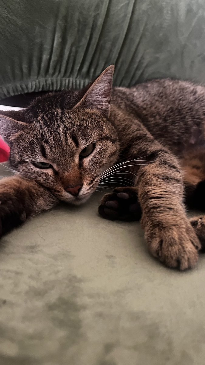 oydevochki's tweet image. Ձեվըչկի ի մալչիկի, կարո՞ղ ա կատվիկ ուզեք դուք կամ ձեր ծանոթները: 
Այս կռասոտկան մոտս պերեձերժկայի ա, բայց երկար չենք կարա պահենք((( Ցավոք: Ուզում եմ լավ տուն գտնեմ իրան:
Երկու տարեկան պստո ա, շաաաատ շատ քնքուշ, մարդամոտ, կայֆարիկ դեմք ա:
Плюс у нее невероятные глазки