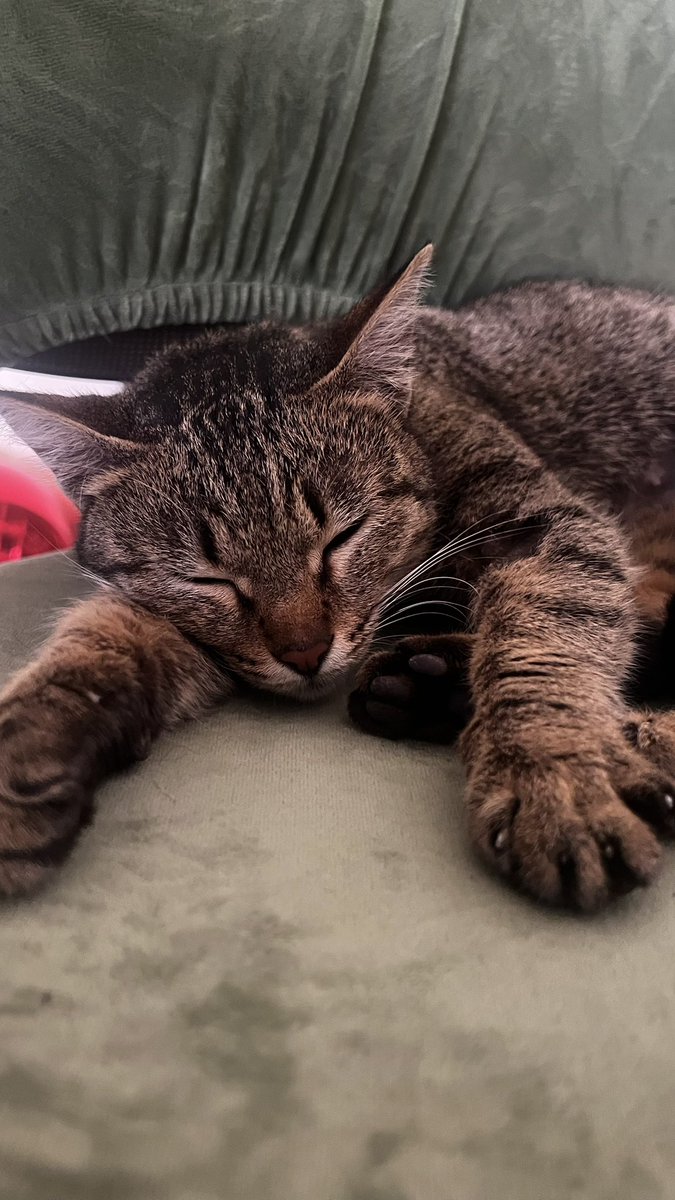 oydevochki's tweet image. Ձեվըչկի ի մալչիկի, կարո՞ղ ա կատվիկ ուզեք դուք կամ ձեր ծանոթները: 
Այս կռասոտկան մոտս պերեձերժկայի ա, բայց երկար չենք կարա պահենք((( Ցավոք: Ուզում եմ լավ տուն գտնեմ իրան:
Երկու տարեկան պստո ա, շաաաատ շատ քնքուշ, մարդամոտ, կայֆարիկ դեմք ա:
Плюс у нее невероятные глазки