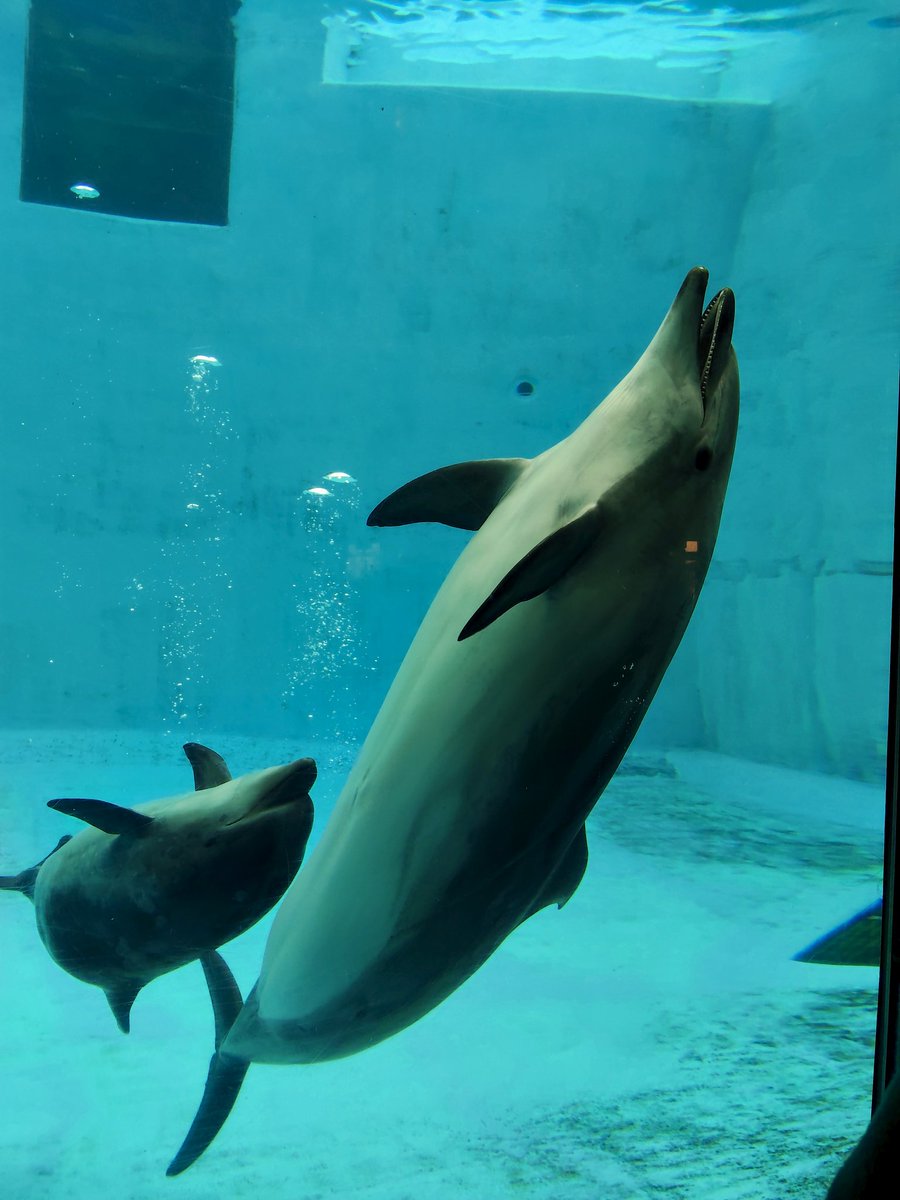 イルカ🐬名古屋港水族館よ
アウトレットで財布買った☺