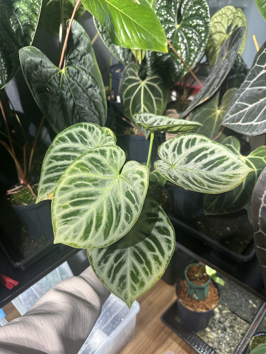 Masaya (@masaya_zxrs) / Posts / X