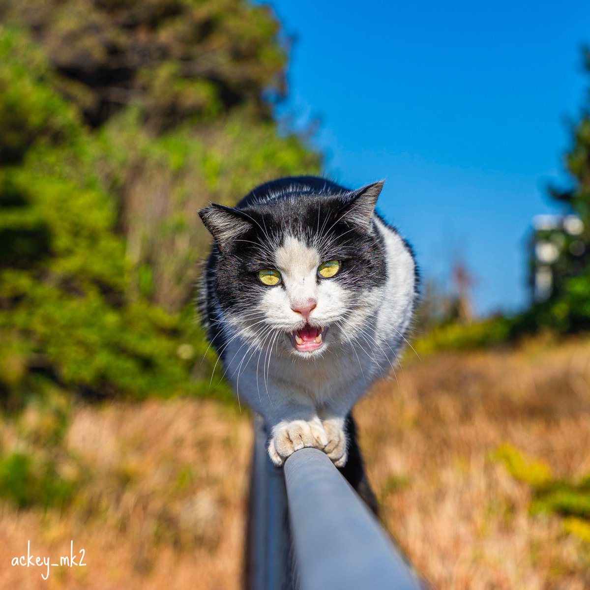 あっきー (@ackey_mk2) / Posts / X