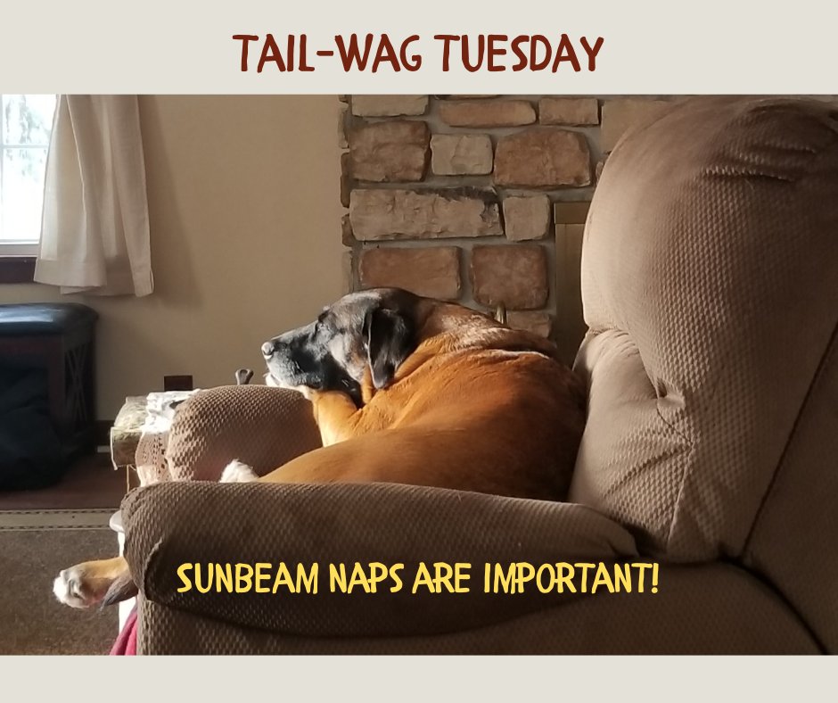 KimLengling's tweet image. 𝗗𝗲𝘅𝘁𝗲𝗿'𝘀 𝗧𝗮𝗶𝗹 𝗪𝗮𝗴 𝗧𝘂𝗲𝘀𝗱𝗮𝘆
𝙎𝙪𝙣𝙗𝙚𝙖𝙢𝙨 𝘼𝙧𝙚 𝙏𝙝𝙚𝙧𝙖𝙥𝙮. Just so you know…sunshine naps are important.
And...resting isn’t quitting. It’s getting ready to be awesome a bit later!
#SelfCareIsSmart #RestToRise #DexterApproved