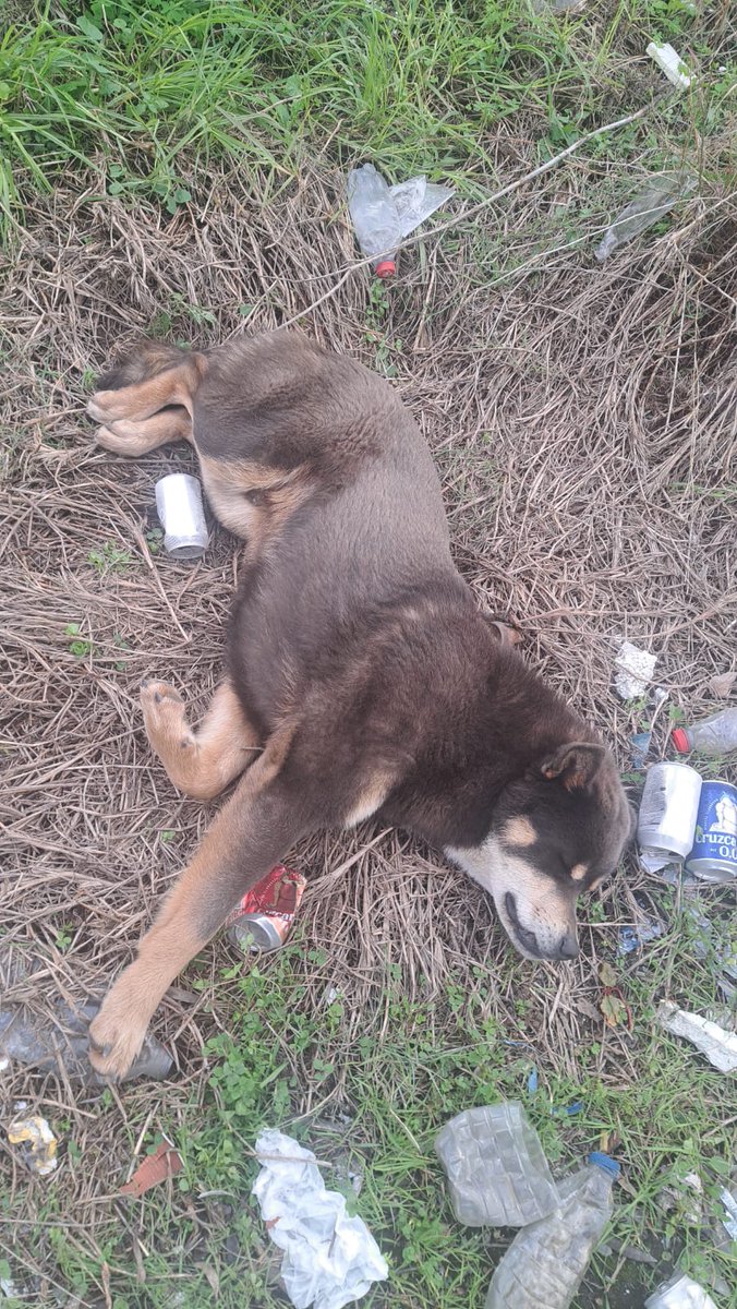 🆘🆘SOS  🆘 🆘 Sevilla en un pueblo. Perro abandonado por una zona muy peligrosa. Macho, parece adulto cruce con algún nórdico. Está abatido, desahuciado asqueado. Se busca asociación, protectora, adopción o alguien que pueda ayudarlo. Contacto y más info: 636026444 o 608833672