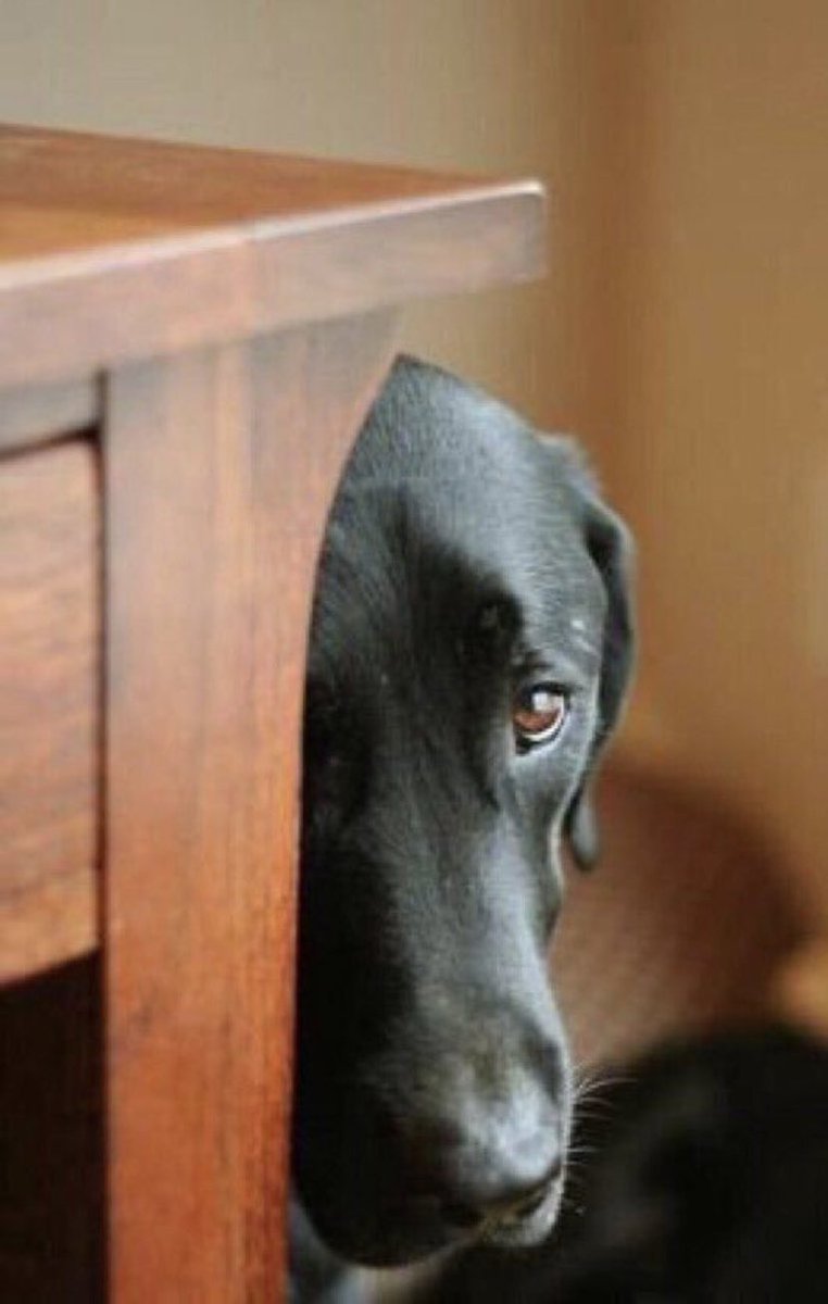 Cool X Dogs🦴 tweet media