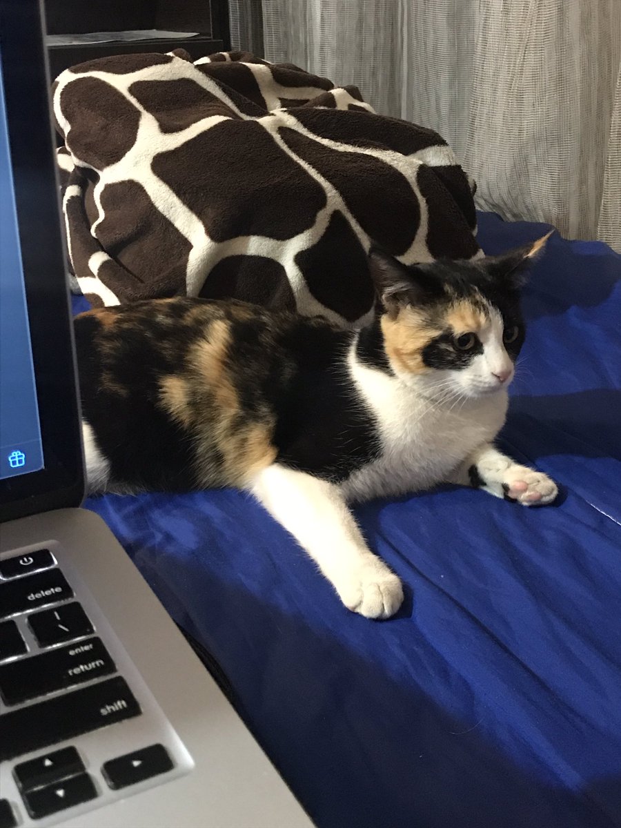 aria_great's tweet photo. Cali✨🐾 https://t.co/qPKMeTqooW