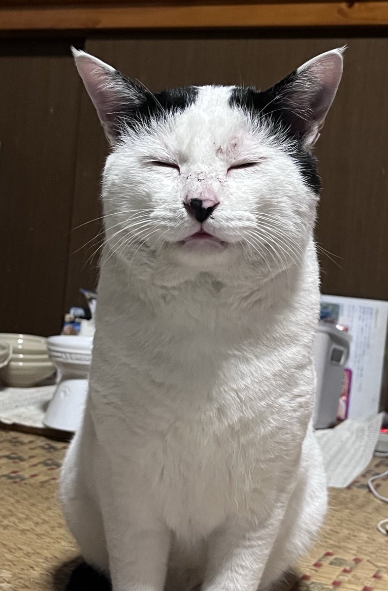 幸せそうな顔って眺めてたけど、ごはん欲しかったみたいです😽

＃猫のいる暮らし