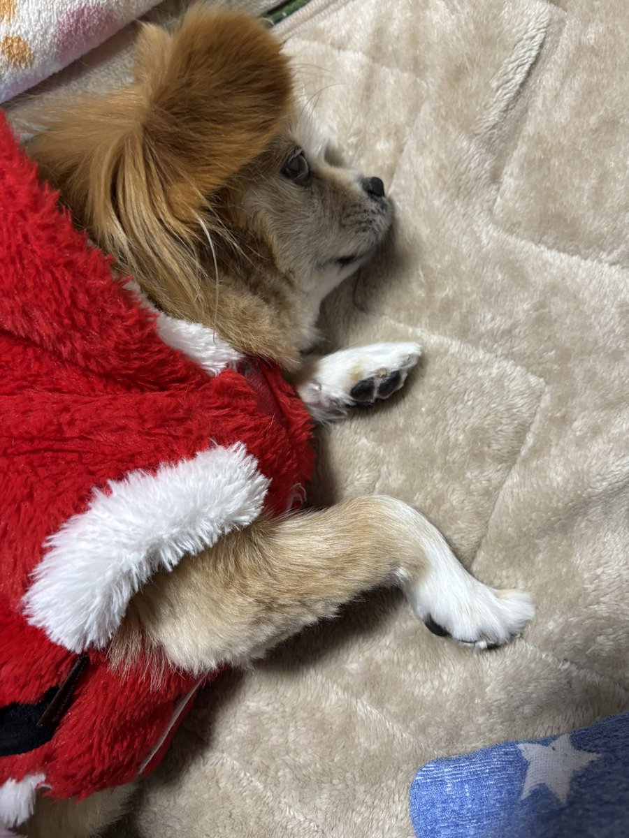 we_are_DogX_624's tweet photo. サンタさん🤶
お願いです

一度もバズった事がない
この無名なボクを
聖なる夜だけ
有名にしてください🐶

全ては、飼い主のセンスの
ない投稿のせいです💦

だってボクはかわいいもん
かわいいだけじゃダメですか？🥺🐶 https://t.co/FT42z30yCF