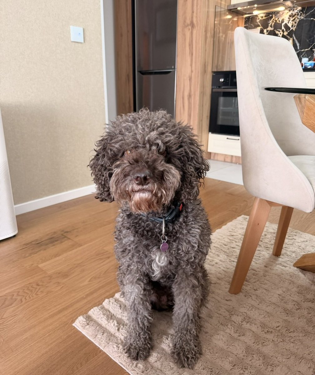 AlexisPlastic_'s tweet image. Komšijama je juče u Višnjičkoj banji pobegao pas, udarila su ga kola, uplašio se i pobegao. Odaziva se na ime Čupko, a broj telefona se nalazi na ogrlici. Pls delite i ako ga vidite, probajte da ga zadržite.