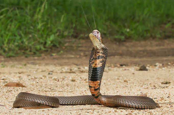 sholard_mancity's tweet image. My fellow Kenyans,
What I am asking for is simple and affects all of us.

Every hospital must have snake anti-venom and other life-saving drugs.

I know some of you support the govt, that is okay.

For once, let’s put politics aside and speak as human beings.
Any one of us can be…