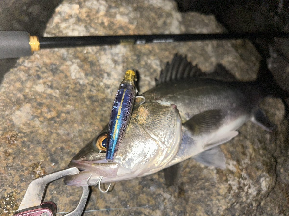 GONZO＠（hayaken) (@GONZOUDAIWA) / Posts / X