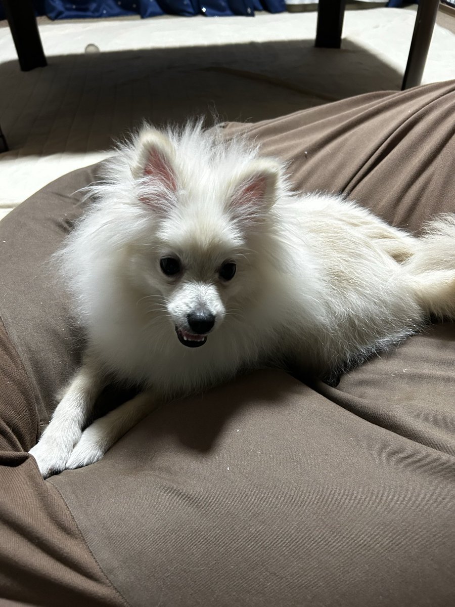 chamocolab22's tweet image. 今日はこれを作成してみた🤣
もっと可愛くなるおすすめワードありますか？
教えてくださーい🙇‍♀️🙏
 #ポメラニアン #犬好きさんと繋がりたい #犬の居る暮らし
