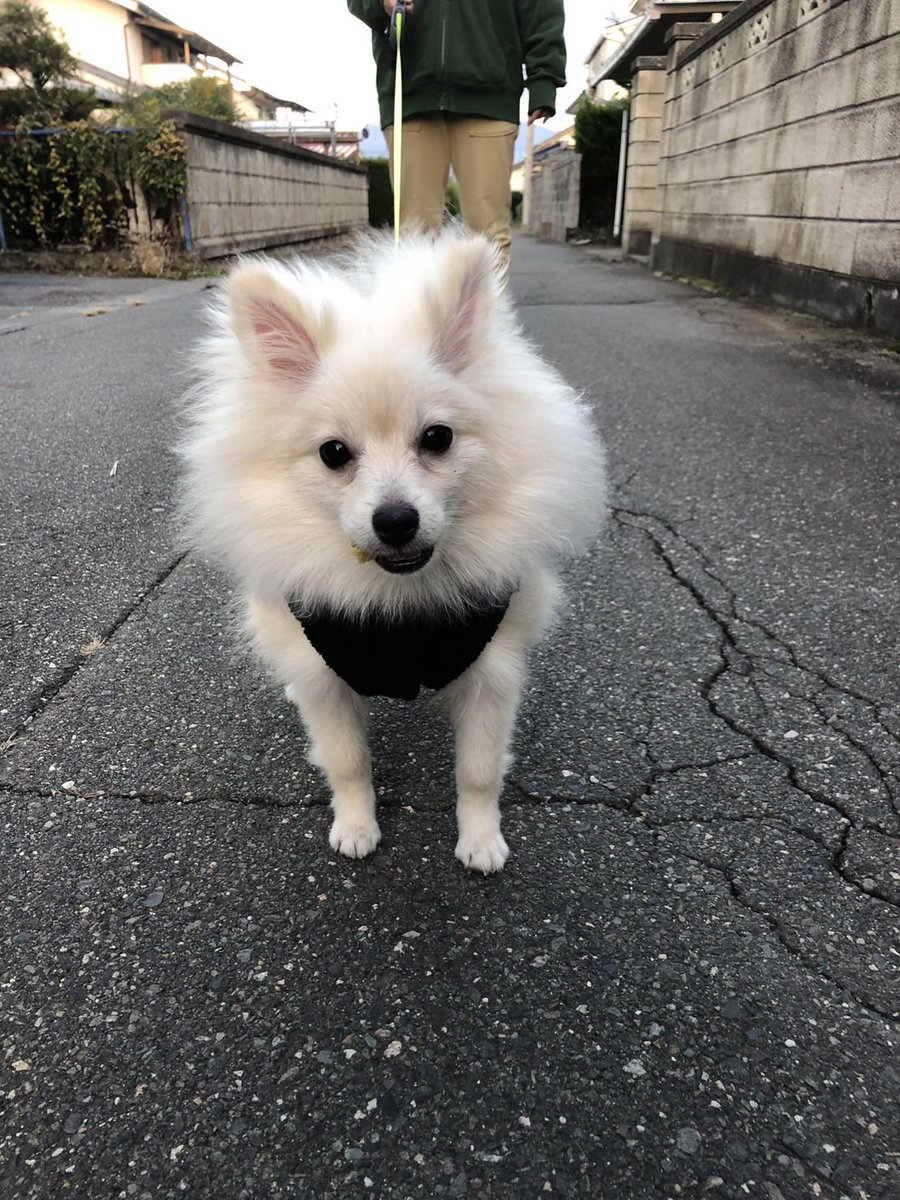 chamocolab22's tweet image. 今日はこれを作成してみた🤣
もっと可愛くなるおすすめワードありますか？
教えてくださーい🙇‍♀️🙏
 #ポメラニアン #犬好きさんと繋がりたい #犬の居る暮らし