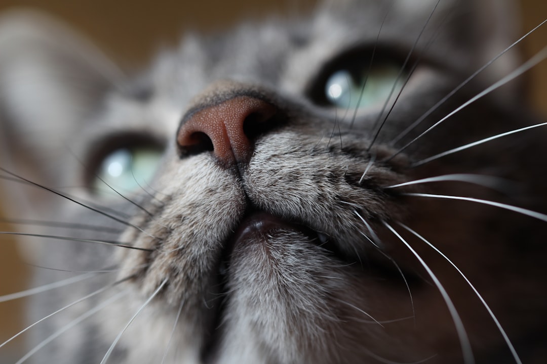 CatDailyZodiac's tweet image. December 23 🧵 Is your Libra cat ruling the house like a furry king? 🦁 Here's their cosmic vibe today, Dec 23rd! ✨ Get ready for some serious purr-dictions! 👇 #LibraVibes #CatHoroscope /1