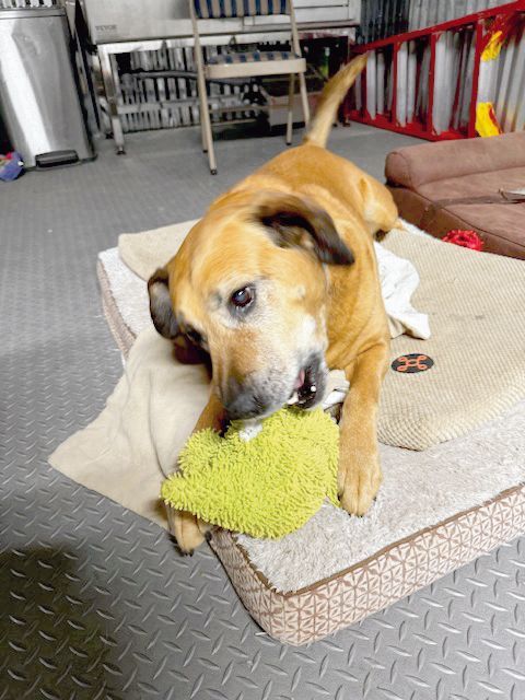 HAVEN OF THE OZARKS PET OF THE WEEK — Senior Spotlight: Max West is an animated guy who arrived with his sister, after their lifelong owner passed away. Max is a tan colored labrador and weighs 63 pounds. cassville-democrat.com/2025/12/17/hav…