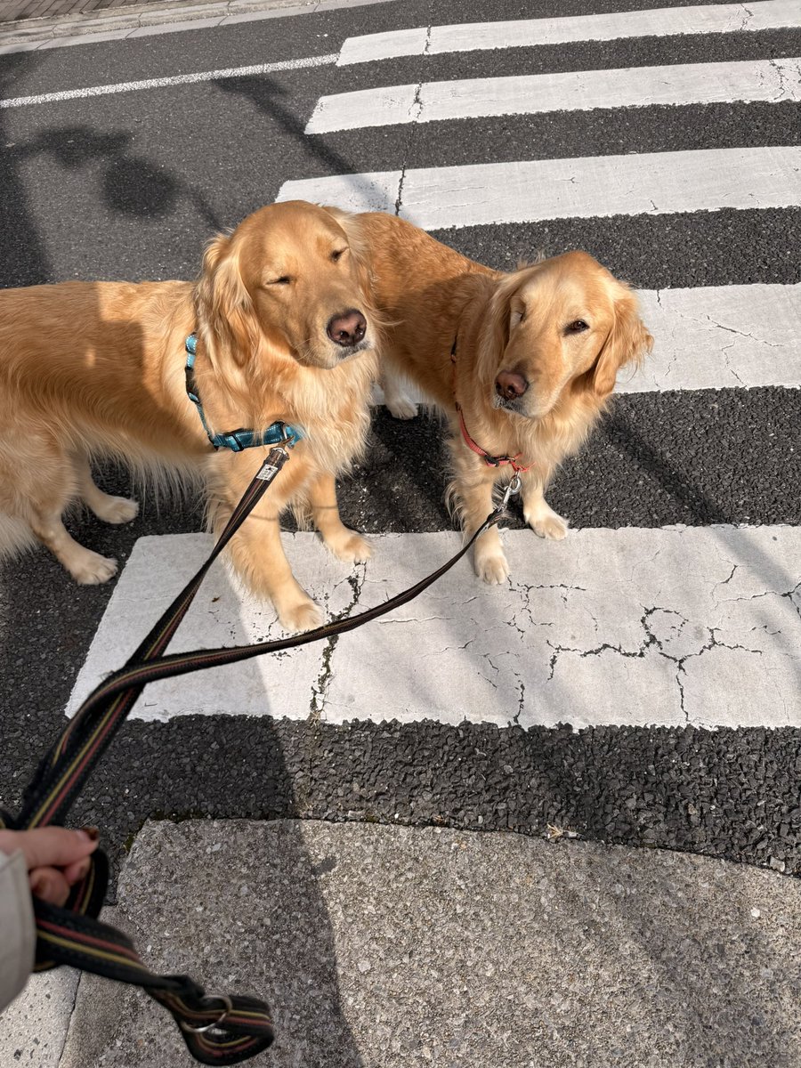 むぎさん専用 楽天市場】アイズフロンティア レトロフューチャーA.D.ストレッチ