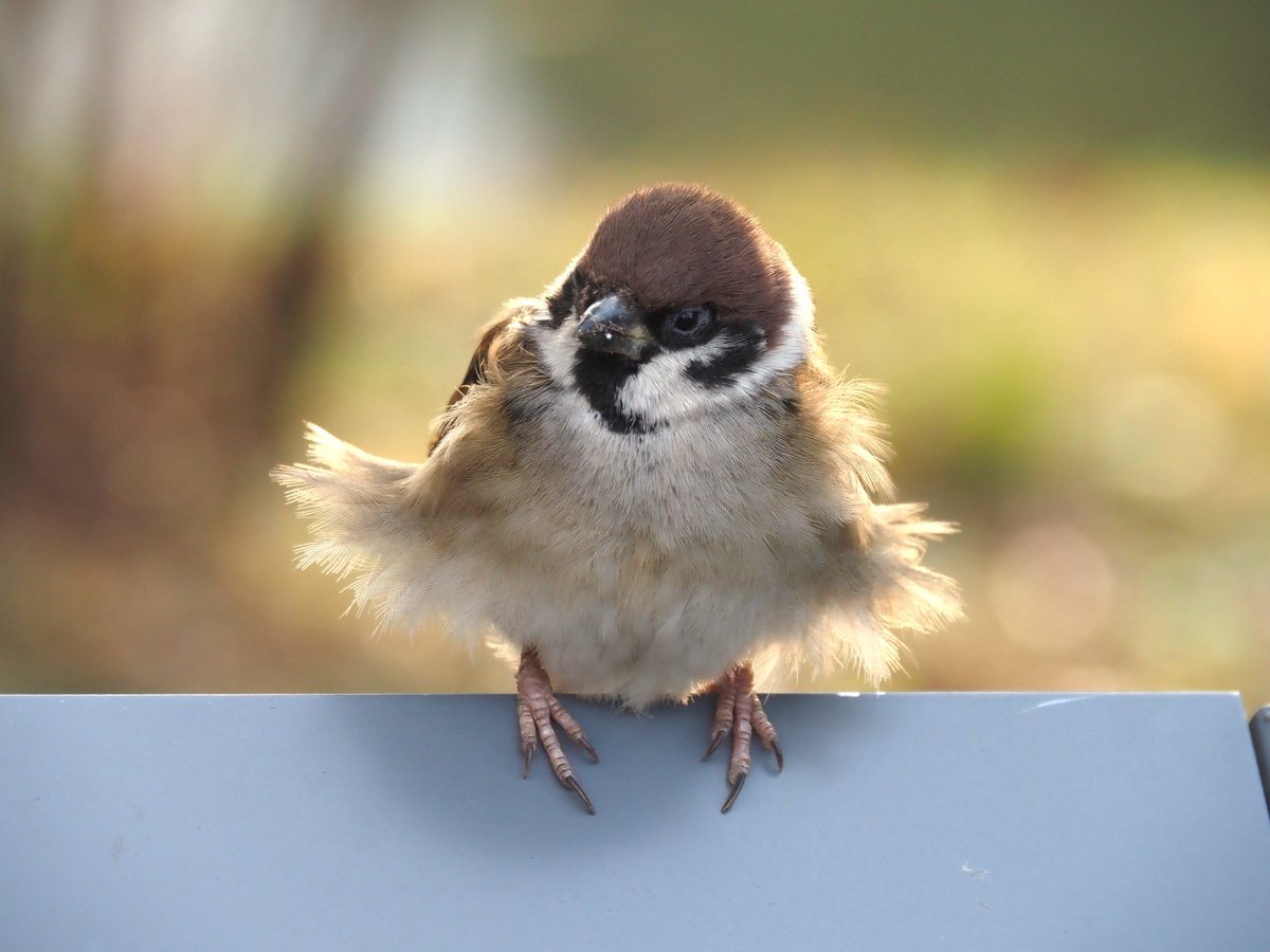 ちゅんちゅん (@chunchu0803) / Posts / X