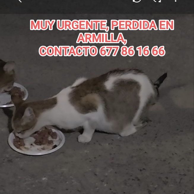 🆘🆘🆘🆘 MUY URGENTE, GATA ESCAPADA EN ARMILLA, SI LA VES AVISA POR FAVOR🙏🏻🆘🆘🆘🆘

‼️ZONA OBRAS DEL METRO, PABELLÓN POLIDEPORTIVO, PARQUÉ LEÓN, CERCA DE LA VETERINARIA MG‼️‼️

POR FAVOR SI LA VEIS CONTACTAD CON 677 86 16 66

🆘🆘🆘🆘🆘
#armilla #granada #gataperdida #urgente