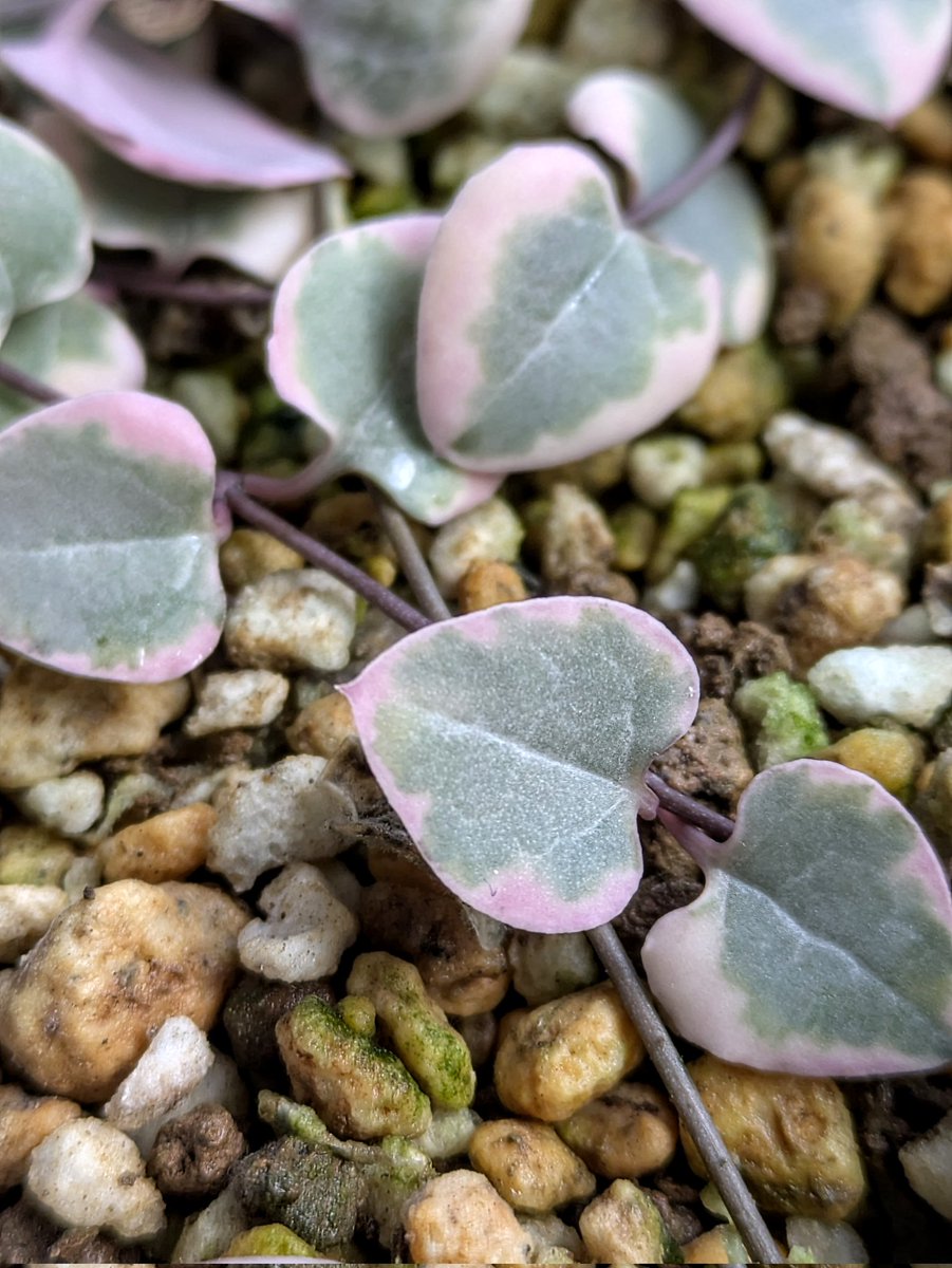 珍 ラピスラズリカクカクハート♡No.2482 eaab767f3d3cee31c59909148cc9ef