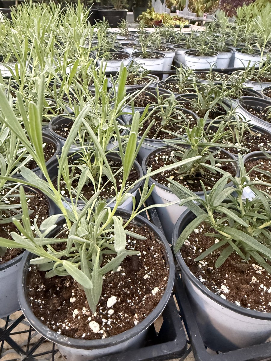 Northern FFA tweet media