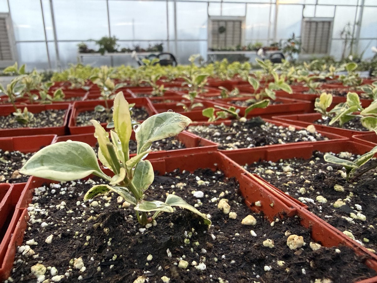 Northern FFA tweet media