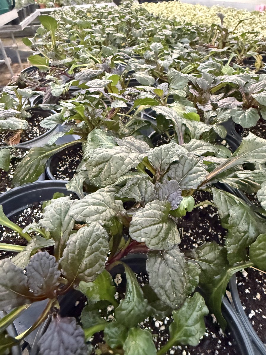 Northern FFA tweet media