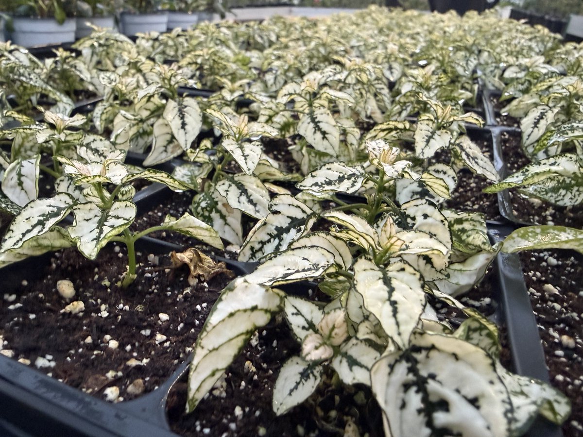 Northern FFA tweet media