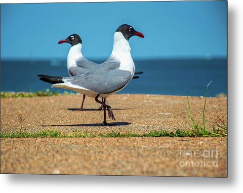“Relationships are like a slow dance, requiring careful movements and consideration of each partner's needs. Trust, loyalty, and understanding are essential for a harmonious connection.” ~ Unknown 

In A Mating Dance Metal Print #travelingtx #buyart #galvestontexas #seagull