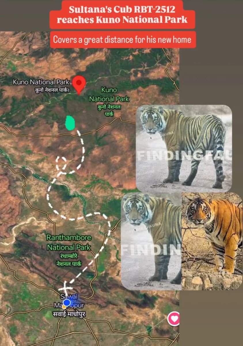 “A young male Tiger from Ranthambhore reached Kuno, few weeks when a Cheetah from Kuno reached Ranthambhore.

Big cats are directly asking us to secure a wildlife Corridor between Kuno and Ranthambhore.”—Saurabh B, young naturalist from Ranthambore 
#SaveAravalli