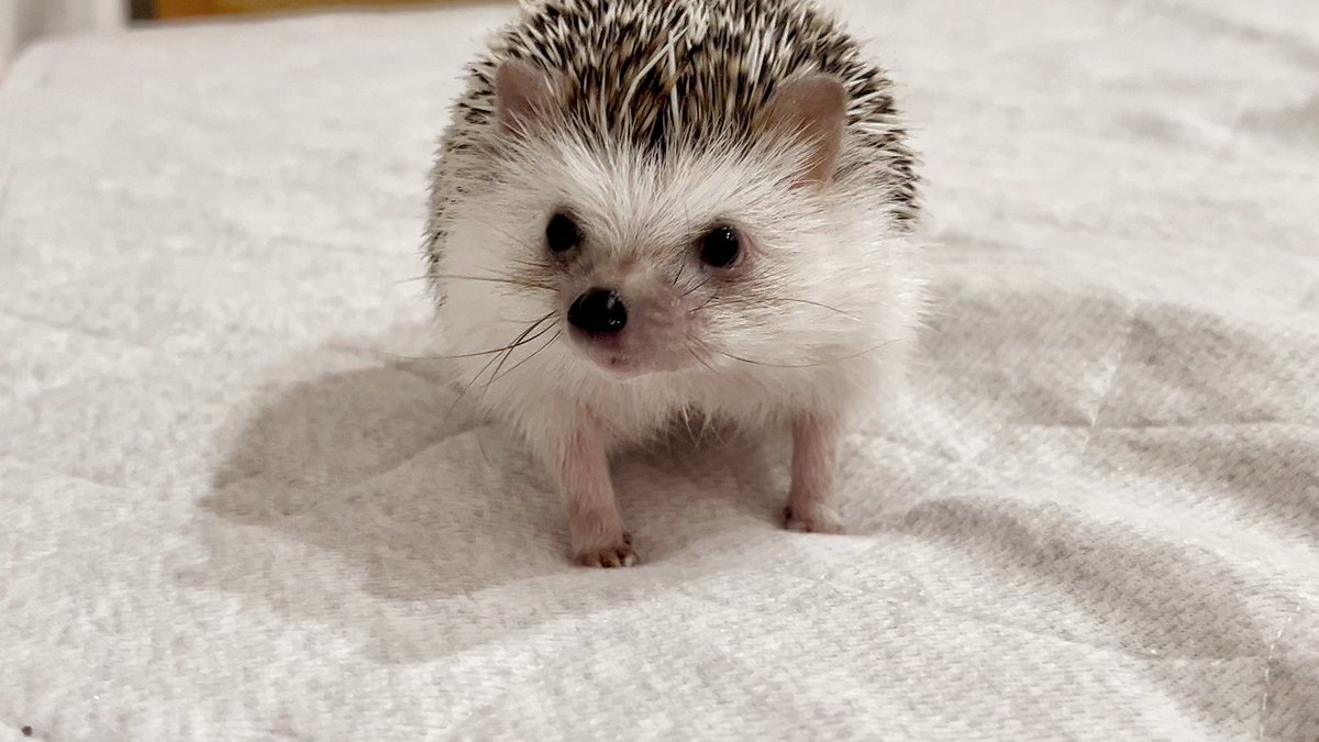 胸のとこが窪んで逆ハートみたくなる
このフォルムがたまらぬ