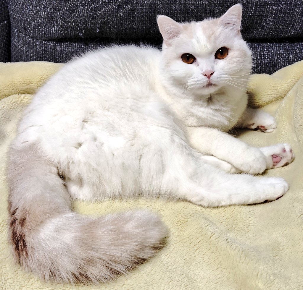 福ちゃん (@fukuchanwhite) / Posts / X