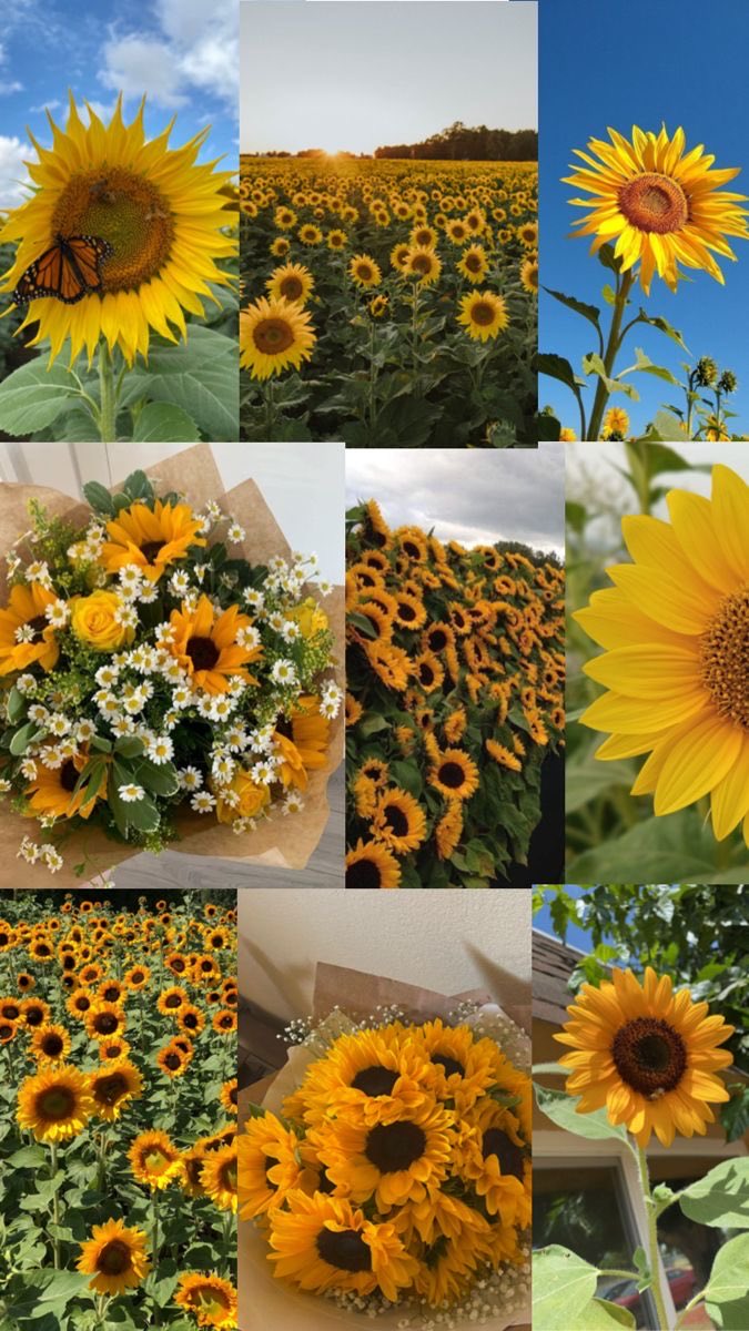 sunflowerchives's tweet photo. https://t.co/HbBWjJqhCZ
