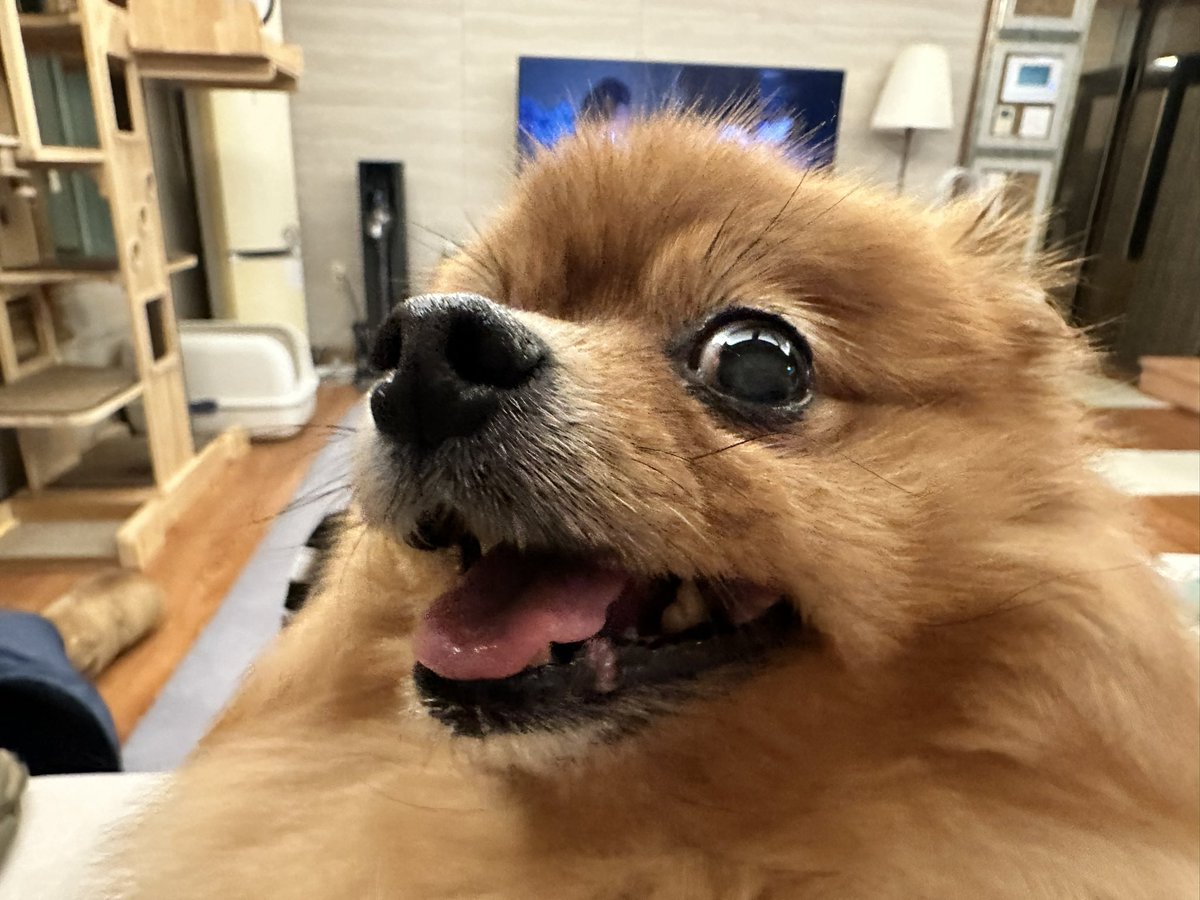 루키 어르신 입이 좀 심심하다고 뭐 좀 달라고 엄청 조르시네