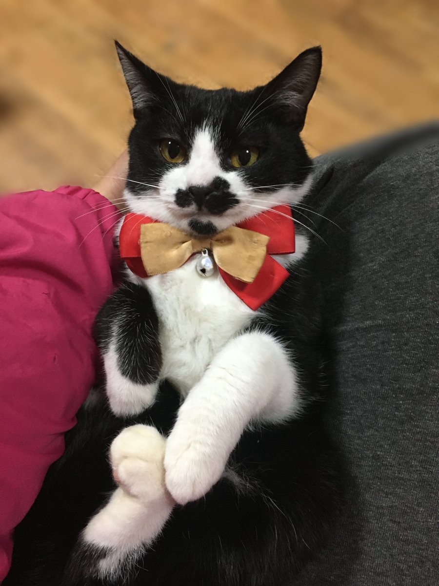 ちょびヒゲだけど女の子『おかゆ』
生後６カ月位　女の子　陰性

あごヒゲのある、おかゆちゃん。 
三姉妹の中では一番シャイ。
緊張していますが抱っこもできますし、なでると小さくゴロゴロもいいます。

🔷募集詳細
hug-u.pet/pet2512-01448.…