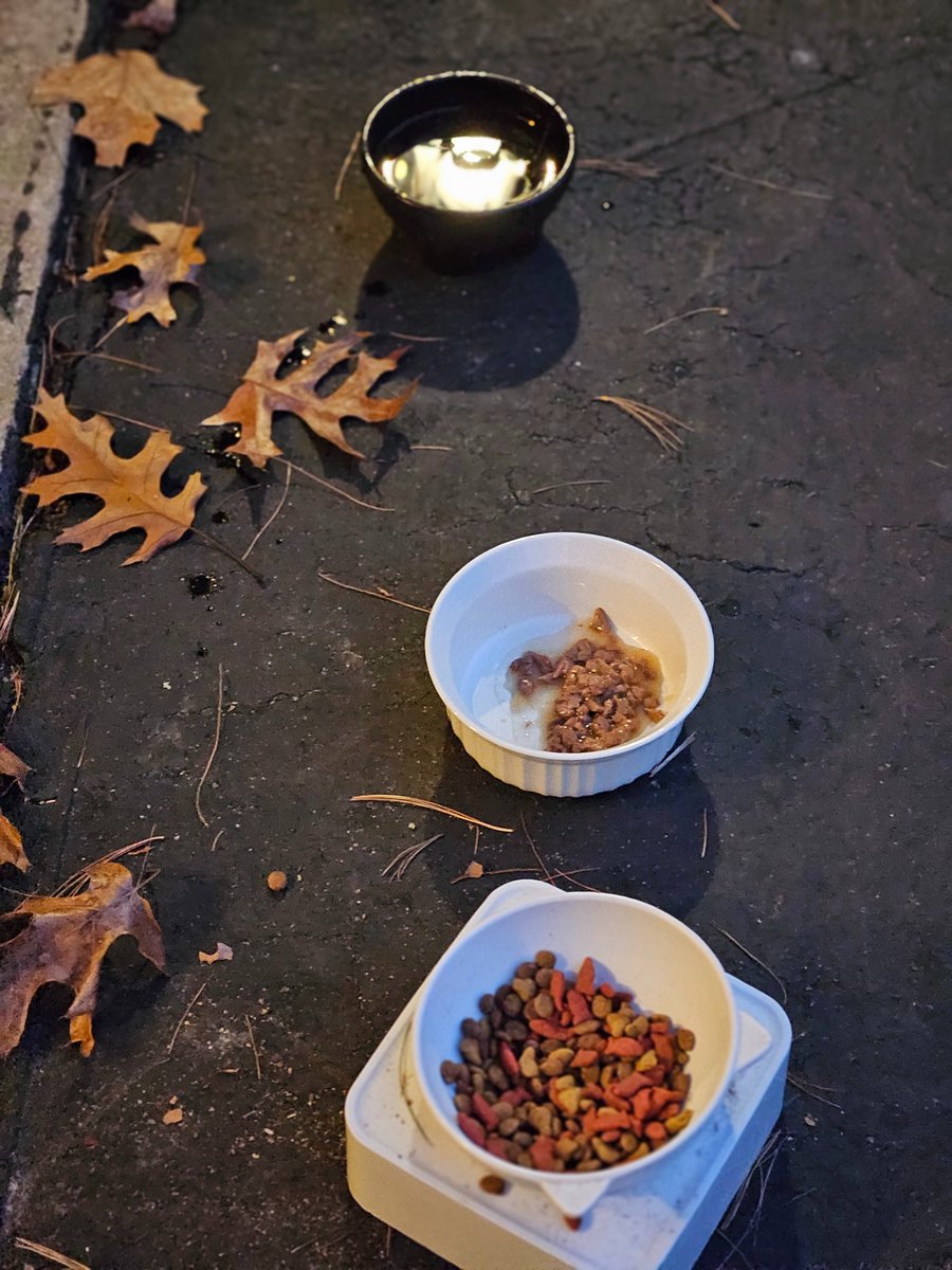 Dry food, wet food and water. It's always a good feeling to help the homeless cats, squirrels, opossums and other homeless neighbors that are hungry and come to visit.
