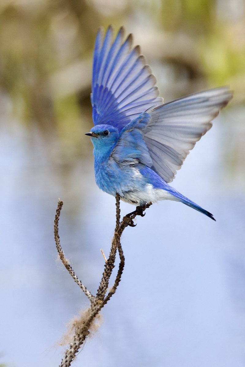 Candice Burke tweet media