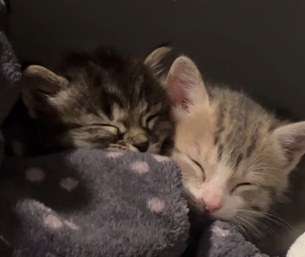 daily cats ♡ tweet media