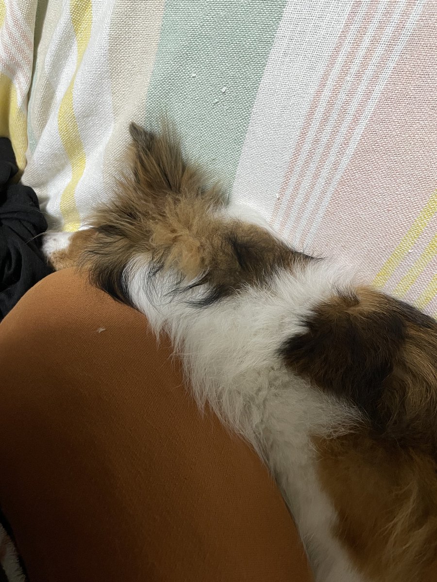 シェル美(仮名)の治療費代を元に戻すため、飼い主2も共働きしてるので留守番があるけど、寝室のドアをどうやったか開けて侵入→自分でドア閉め閉じ込められ、飼い主のベッドに盛大におしっこ…
ウレタンで洗えないのに…他にも毛布やシーツが…早起きして30分遊んでるのに… #シェルティ #Sheltie