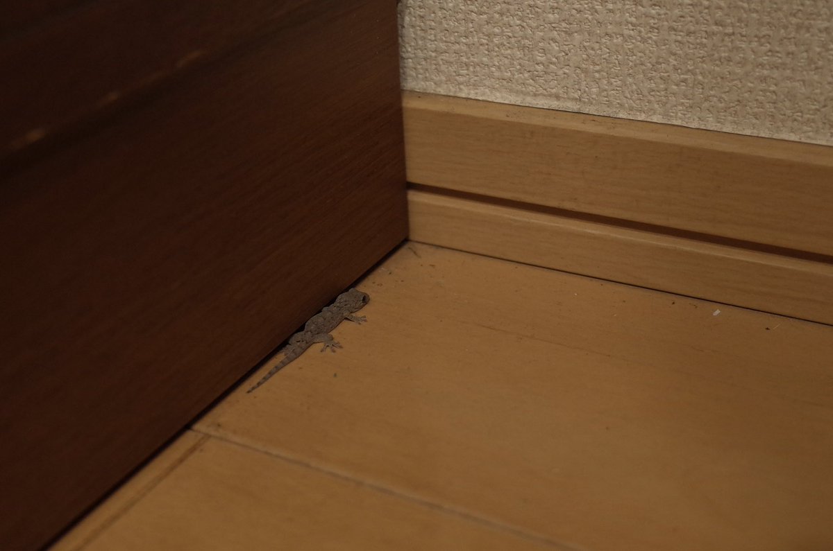 BASS_MEG's tweet image. おめぇどっから入っただ？

#イモリ
#GR2