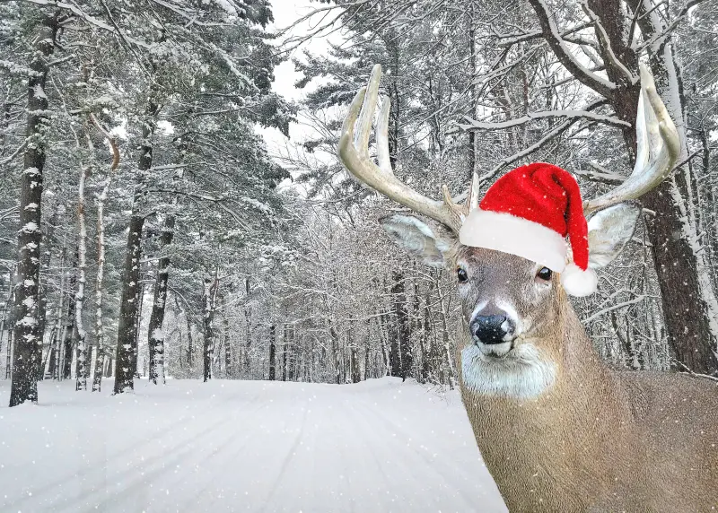 BUXonETH's tweet photo. Christmas came early this year... $BUX https://t.co/JtL9HqvO5g