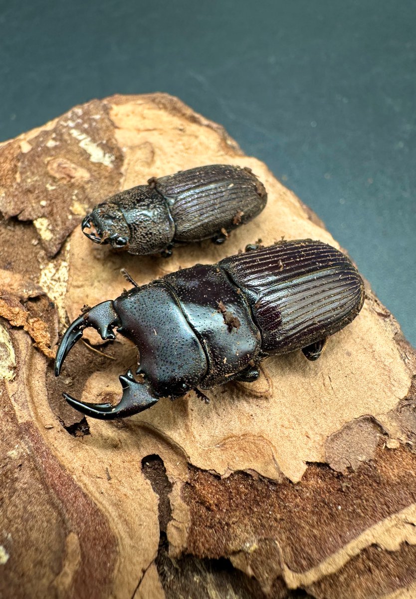 ぶどう様(⁠ノ⁠◕⁠ヮ⁠◕⁠)⁠ノ⁠*⁠.⁠✧ ハッピーハロウィーニャ！