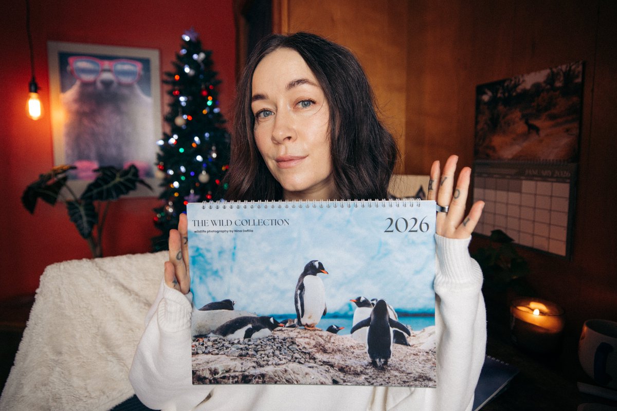 ninadefillaa's tweet photo. My 2026 Wildlife Photography Calendars are officially here! In this video, I’m sharing the stories behind every image 🎄🦊✨ https://t.co/zW01QaqwnI via @YouTube https://t.co/abWvUrs4oi