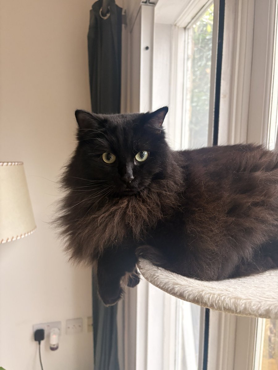 everydaycook's tweet photo. #CatsOnX  #catchristmas https://t.co/jWA1iCkTEN