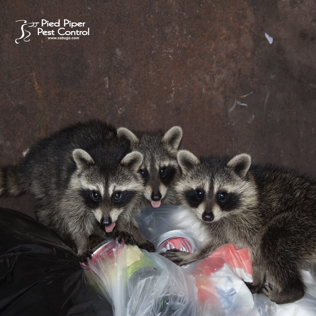 We have all had uninvited animals on our property, including Raccoons, Snakes, Birds, and more.

Call us today at (210) 702-2060. We have a solution to these problems.

monkeylink.co/daa336
#PiedPiperPestControl #AnimalRemovalService #AffordablePestControlService