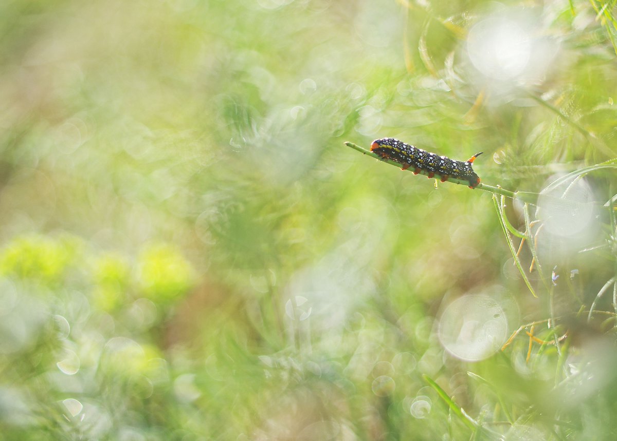 ReflexPhotoEU's tweet image. 23 décembre 2025 - Coup de Cœur du Staff RP reflexphoto.eu/viewtopic.php?…